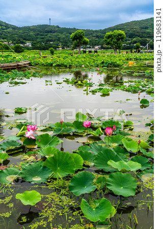 蓮の葉 自然 旅行 景色の写真素材 - PIXTA