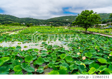 蓮の葉 自然 旅行 景色の写真素材 - PIXTA