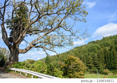 桐の大木の写真素材 - PIXTA