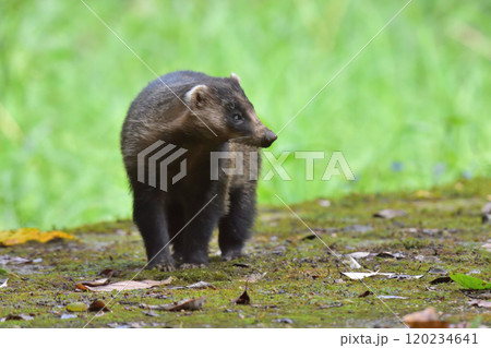 アナグマの写真素材 - PIXTA