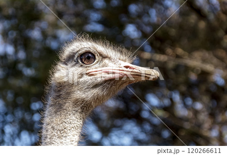ダチョウ 鳥類 鳥 駝鳥の写真素材 - PIXTA
