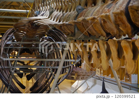 くじら クジラ 鯨 骨格の写真素材 - PIXTA