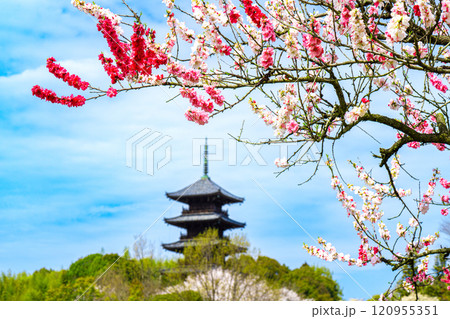 備中国分寺 桜 五重塔 総社の写真素材 - PIXTA