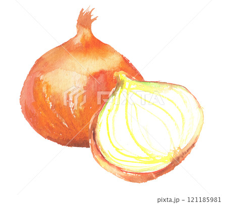 野菜 玉葱 水彩画 玉ねぎのイラスト素材 - PIXTA