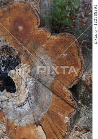 樫の木 大木の写真素材 - PIXTA