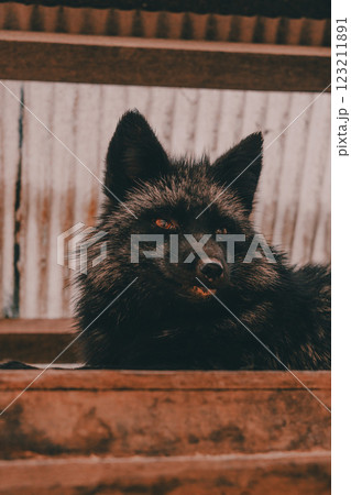 銀キツネの写真素材 - PIXTA