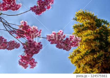 ミモザ 桜 花 春の写真素材 - PIXTA