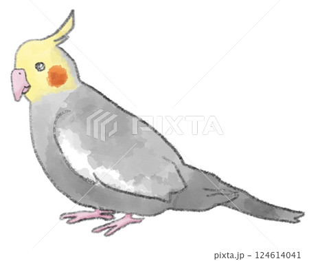 オカメインコのイラスト素材 - PIXTA