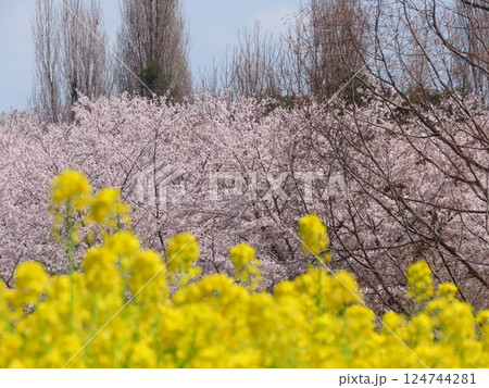 山桜のつぼみ 山桜 蕾 桜の写真素材 - PIXTA