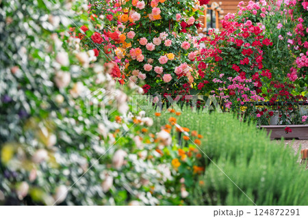 棘のある花の写真素材 - PIXTA
