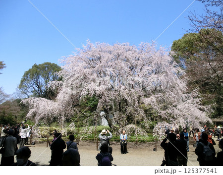 六義園・しだれ桜の写真素材 - PIXTA