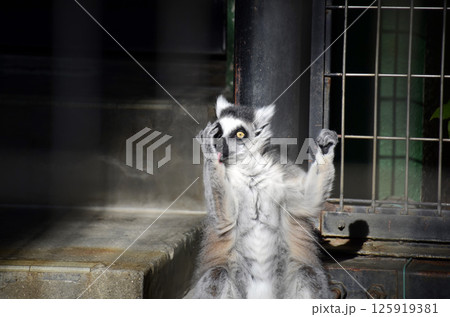 灰色の狐猿様連絡専用