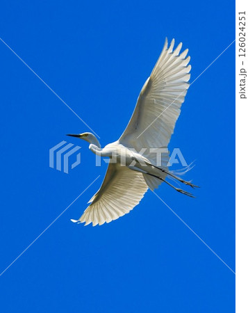 白鷺 飛翔 飛ぶ サギの写真素材 - PIXTA