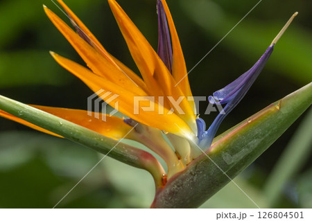 極楽鳥花 オレンジ 南国 花の写真素材 - PIXTA