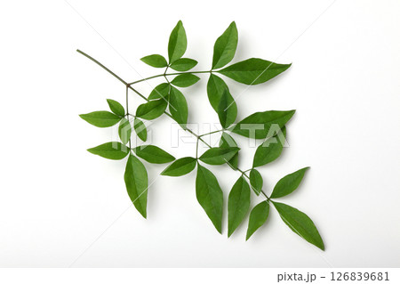 ❌南天の葉っぱ 30本～40本 縁起物！ 南天の葉 伊勢志摩産 10g 無選別：三重県産の野菜｜食べ