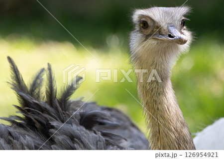 だちょう ダチョウ 駝鳥 鳥の写真素材 - PIXTA
