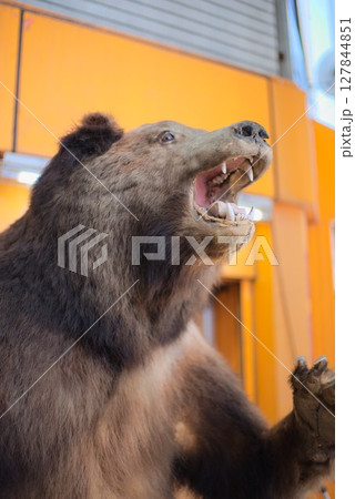 剥製 熊 迫力 牙の写真素材 - PIXTA