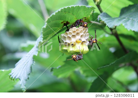 蜂の巣 キボシアシナガバチ