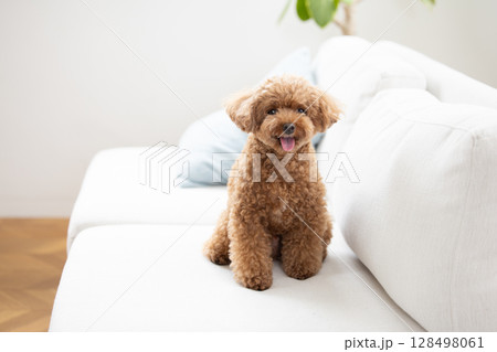 犬 トイプードル 座る おすわりの写真素材 - PIXTA