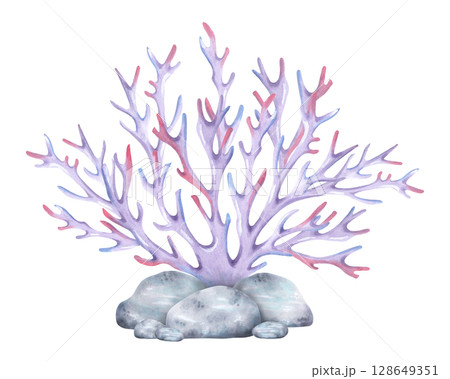 珊瑚 珊瑚礁 水中 水彩画のイラスト素材 - PIXTA
