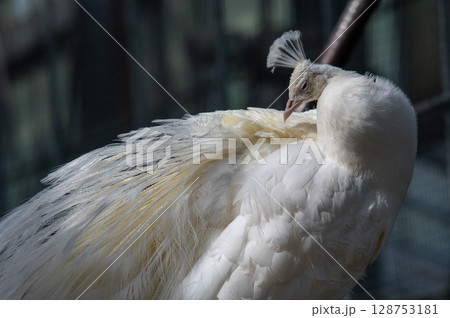 孔雀 アルビノ 白孔雀 白の写真素材 - PIXTA