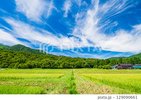 稲 田んぼ 水田 7月の写真素材 - PIXTA