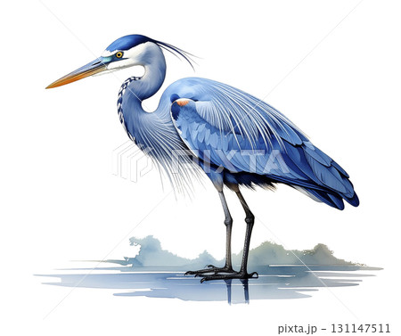 青鷺 鷺 鳥 日本画の写真素材 - PIXTA