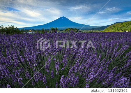 ラベンダー ラベンダー畑 風景 紫の写真素材 - PIXTA