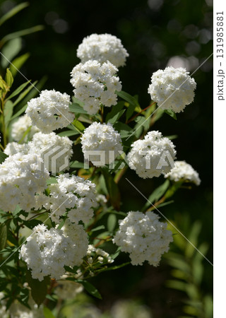 絵画 Reeves spirea 絵画 Reeves spirea 10988-Reeves-Spirea.jpg