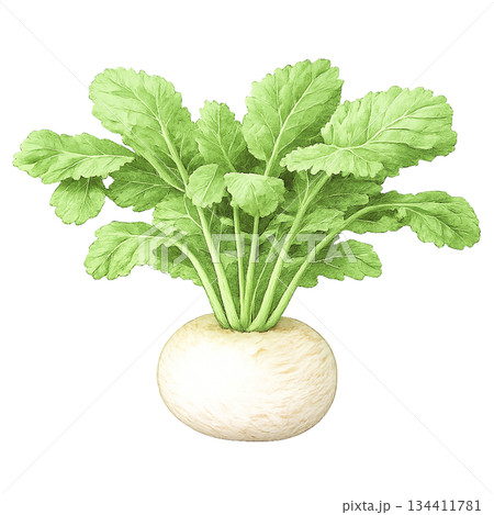 かぶのイラスト素材(10,540点以上の高品質なイラスト素材) - PIXTA