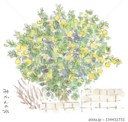 夏みかん 木のイラスト素材 - PIXTA