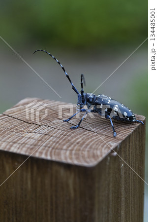 髪切り虫❷ 髪切虫の写真素材 - PIXTA