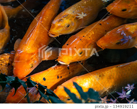 鯉 コイ 魚類 オレンジ色の写真素材 - PIXTA