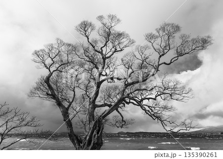 自然 風景 モノクロ 湖畔の写真素材 - PIXTA