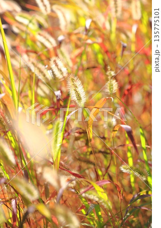 猫じゃらし エノコログサ 草 紅葉の写真素材 - PIXTA