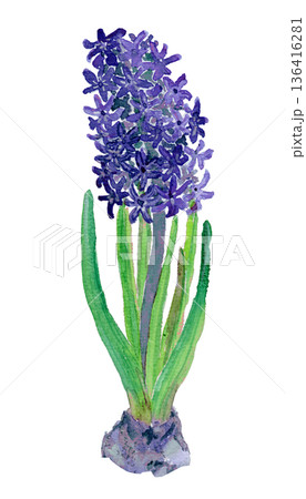 ヒヤシンスのイラスト素材 - PIXTA