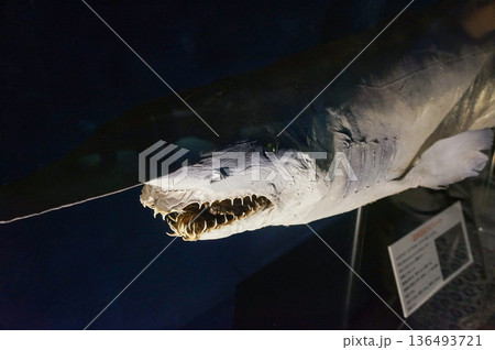 サメ 鮫 魚 剥製の写真素材 - PIXTA