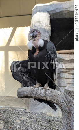 コンドル 鳥 猛禽類 アンデスコンドルの写真素材 - PIXTA