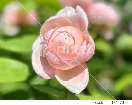 咲きかけ バラ 花 つぼみの写真素材 - PIXTA