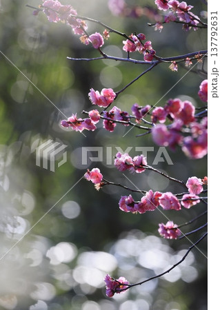 plum 花 日本画 梅の写真素材 - PIXTA