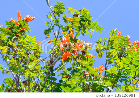 火炎樹 花の写真素材 - PIXTA