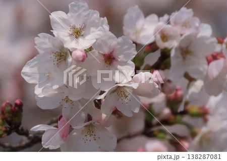 天然＊野生【山桜＊桜＊切り花＊つぼみの枝】ネコポス/可憐で素朴で可愛いです＾＾♪ 山桜のつぼみ 山桜 蕾 桜の写真素材 - PIXTA