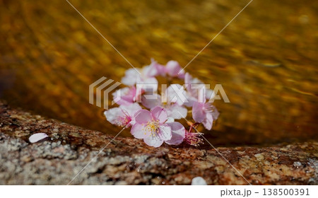 水面に浮かぶさくらの花びらの写真素材 - PIXTA