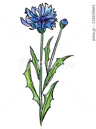 花 植物 矢車菊 ヤグルマギクのイラスト素材 - PIXTA