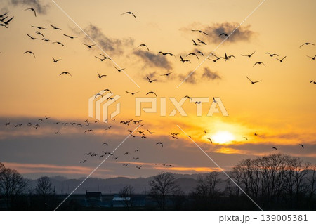 夕焼け鳥の休息 夕焼け 鳥 野鳥 雁の写真素材 - PIXTA