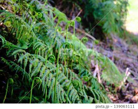 ウラジロ 裏白 葉の写真素材 - PIXTA