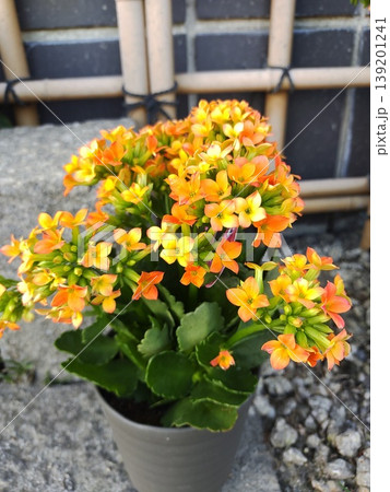 カランコエ 黄色 黄色い花の写真素材 - PIXTA