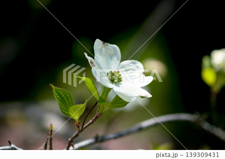 ハナミズキ 白 花 はなみずきの写真素材 - PIXTA