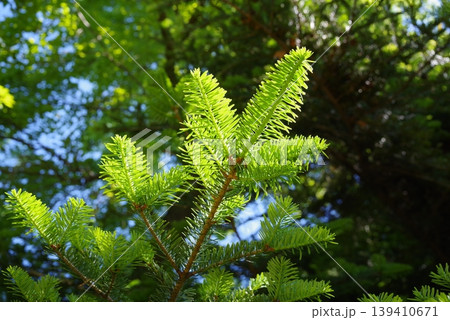 もみの木の新芽の写真素材 - PIXTA