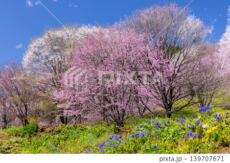 春の小川の写真素材 - PIXTA